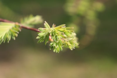 Metasequoia glyptostroboides - matasekvoje čínská (95a) - jehlice jaro